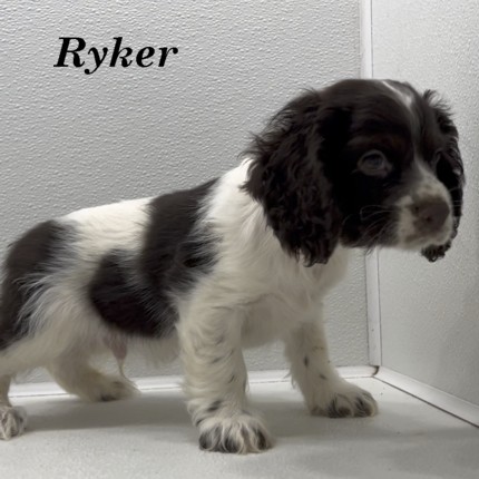 puppy, for, sale, Cocker Spaniel, Joe & Cherri  Overlease, dog, breeder, Miller, MO, dog-breeder, puppy-for-sale, forsale, nearby, find, puppyfind, locator, puppylocator, aca